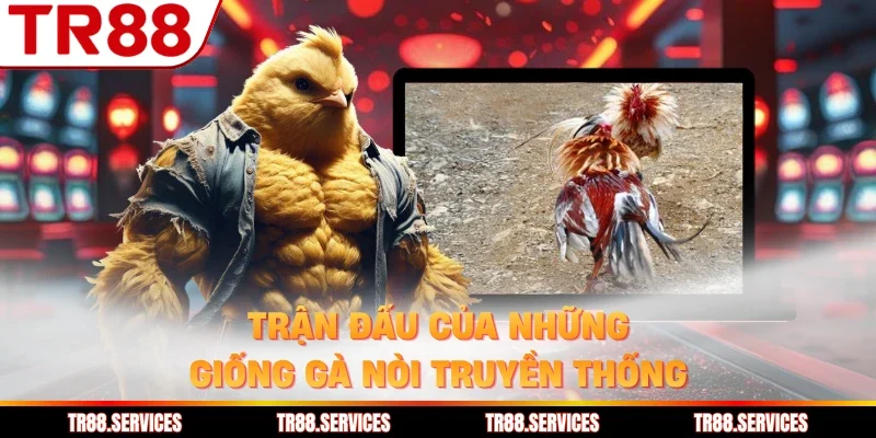 Trận đấu của những giống gà nòi truyền thống